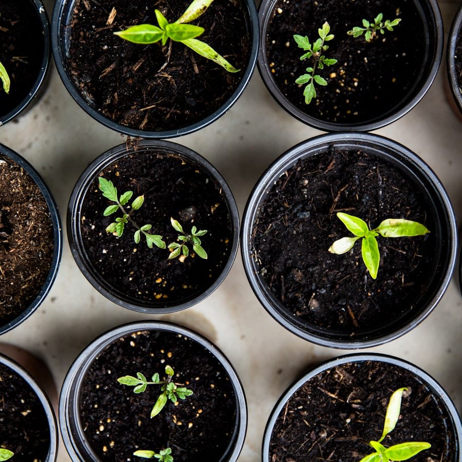 Green seedlings growing, a metaphor for steady SEO growth